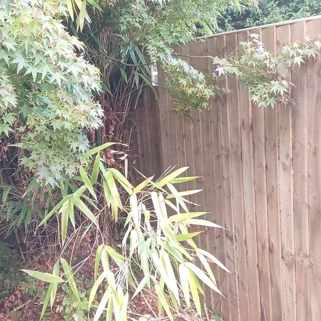 Timber fencing alongside established hedge planting